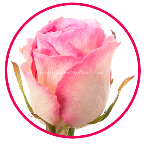 Роза розовая (Кения) 50 см